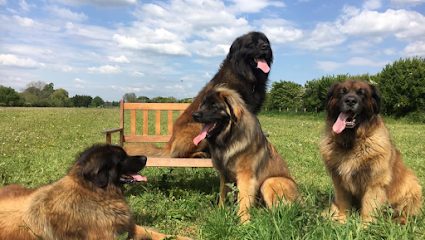 Ryecroft Meadow Dog Walking Field — secure dog field in Wrexham
