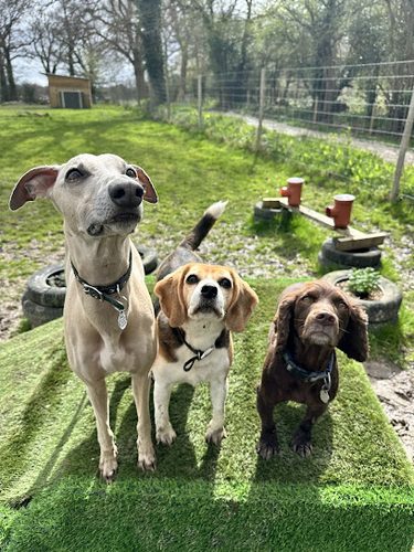 Secure Dog Field Kent — secure dog field in Edenbridge