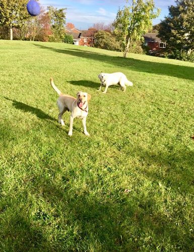Club Fetch Newcastle — secure dog field in Newcastle upon Tyne