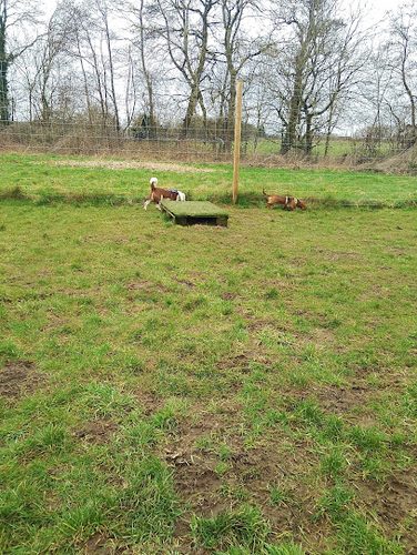 Bybrook Canine — secure dog field in Leicester