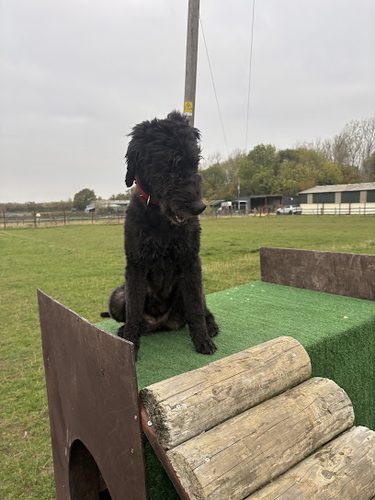 Westcote Ley Dog Field — secure dog field in Warwick