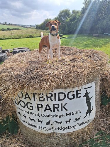 Coatbridge Dog Park — secure dog field in Coatbridge