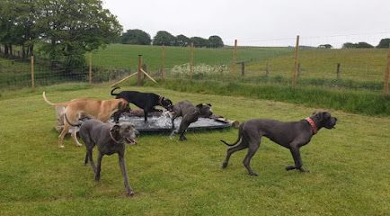 Darvel Dog Run — secure dog field in Darvel