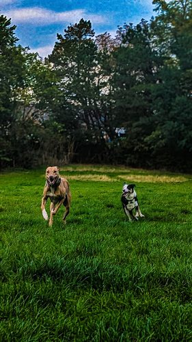 Unleashed - Secure dog park — secure dog field in Newcastle upon Tyne