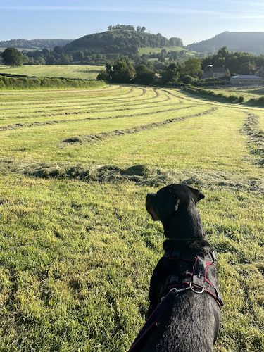 Dursley Dog Park — secure dog field in Dursley