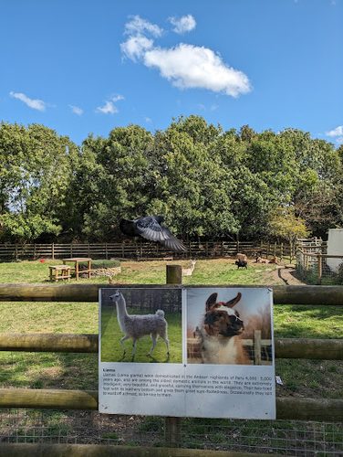 Mudchute — secure dog field in London