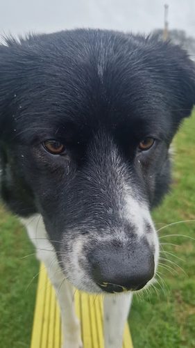 The Stackyard Park Run Free Dog Parks and Puppy Paddock — secure dog field in Penicuik