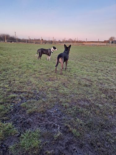 Happy Hounds Freedom Field — secure dog field in Ilkeston