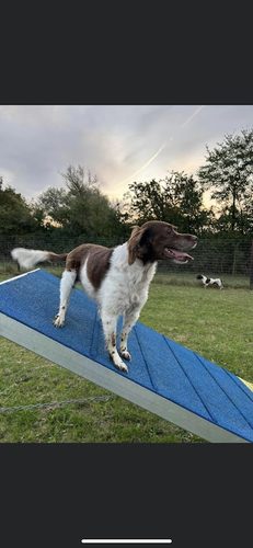 Cathedral View Dog Park Ely — secure dog field in ELY