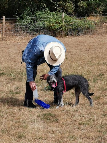 Potters Paddock Dog Walking Field Essex/Suffolk Border — secure dog field in Sudbury