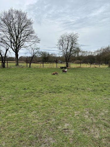 Marvellous Hounds Dog Park — secure dog field in Evesham