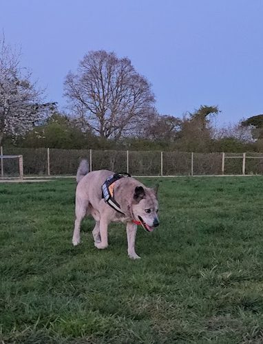 Paw Paddock - Andover — secure dog field in Andover