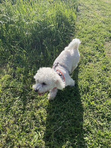 Llanbradach fawr secure dog walking field — secure dog field in Hengoed