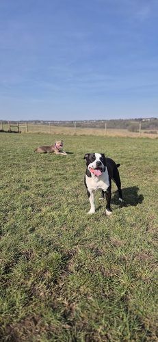 The Dog Run — secure dog field in Potters Bar