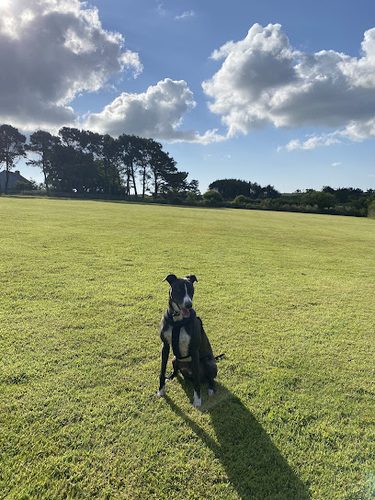 Beano's Ballpark — secure dog field in Helston