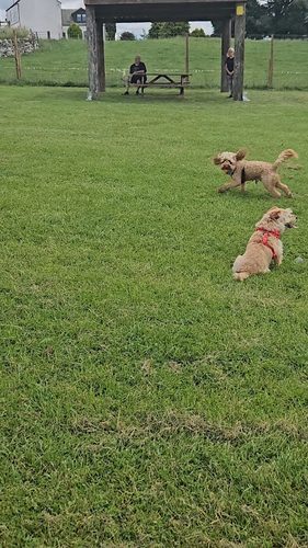 Dogs in the Country — secure dog field in Castle Douglas