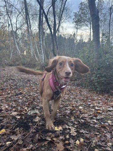 Kalianna Grove — secure dog field in Ashby-de-la-Zouch