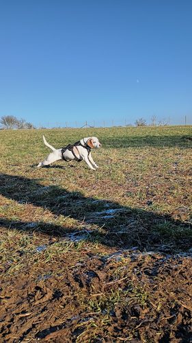 Rural Tails Dog Exercise Park — secure dog field in Grantham