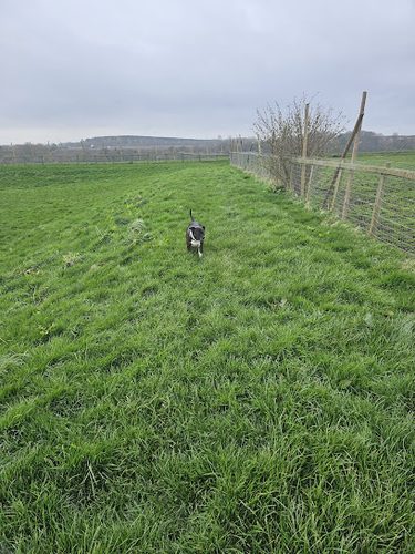 Pooches play Paddock Ashington — secure dog field in Ashington