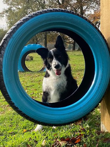 Blackdown Hills Puppy and Dog Activity Park — secure dog field in Honiton
