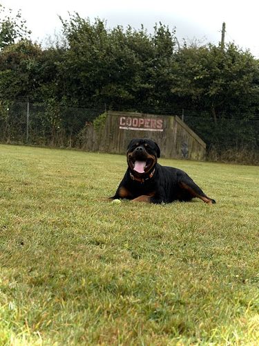RSPCA Secure Dog Exercise Field — secure dog field in Saint Columb