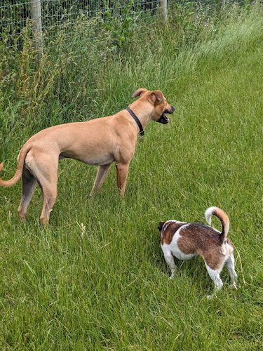 Newton Dog Field — secure dog field in Cambridge
