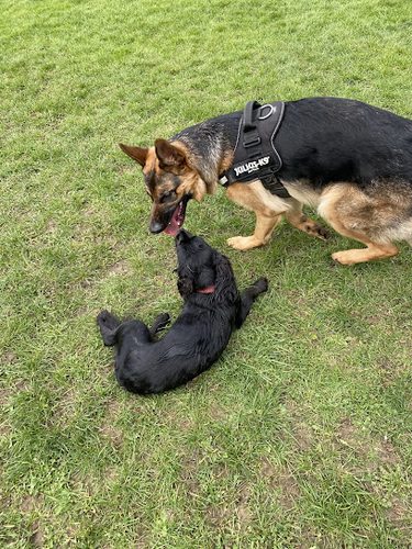 Mutts Meadow — secure dog field in Bampton