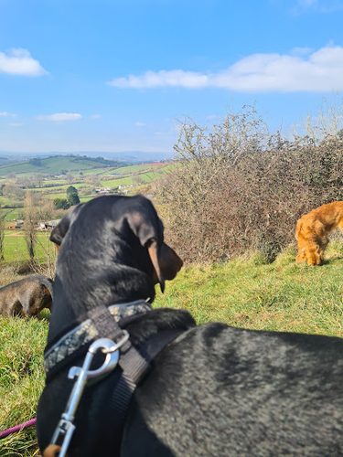 The Fairydogmother Field — secure dog field in Torquay