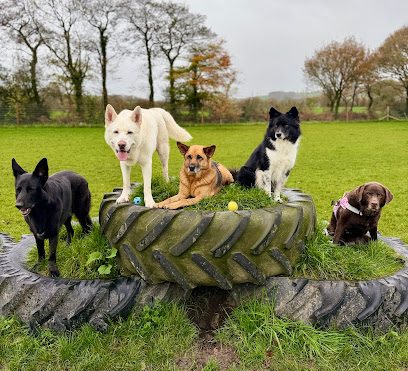 Pupstars Paddock Secure Dog Field — secure dog field in Carmarthen