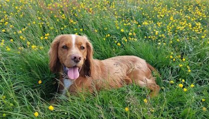Dograssic dog Park — secure dog field in Oldham