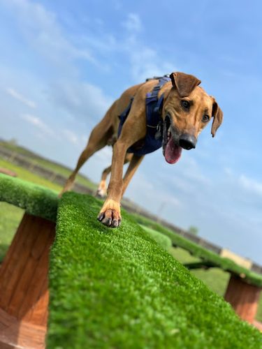 Mollys Meadow Dog Walking Field — secure dog field in Keighley