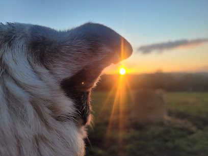 Secure paddock hire Bitchfield — secure dog field in Grantham