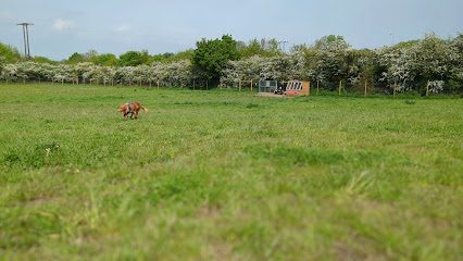 Head2Paws — secure dog field in Barnsley