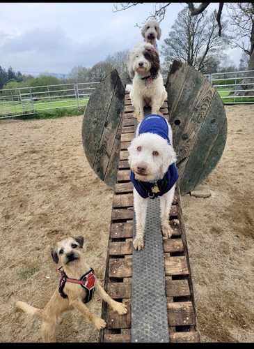 Country Canines dog park — secure dog field in Barnard Castle
