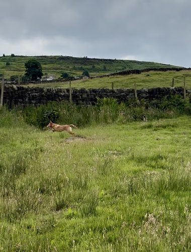 Dogs Run 4 Fun — secure dog field in Ilkley