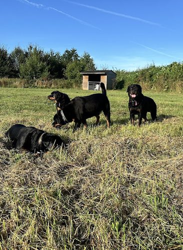 Bucks Dog Walking Field — secure dog field in Buckingham