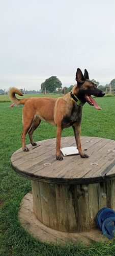 Happy Paws Pet Care — secure dog field in Sandbach
