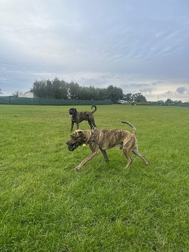 South Cannock Farm Secure Dog Walking — secure dog field in Walsall