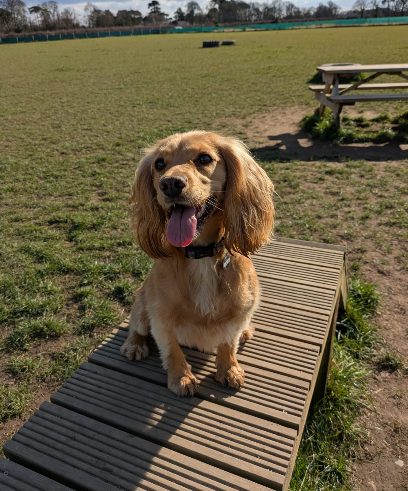 Dogs Go Bark Parks - Raby — secure dog field in Neston