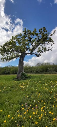 Green Castle Wood — secure dog field in Carmarthen