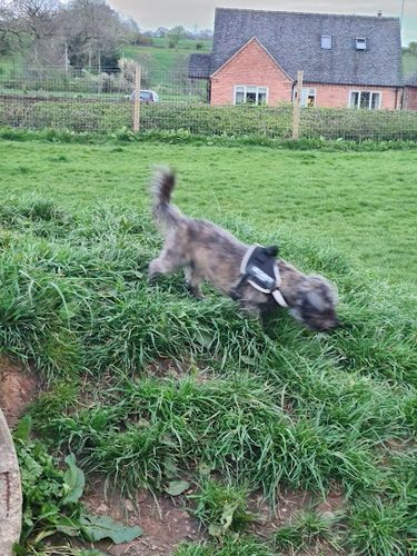 The Field at Field — secure dog field in Uttoxeter