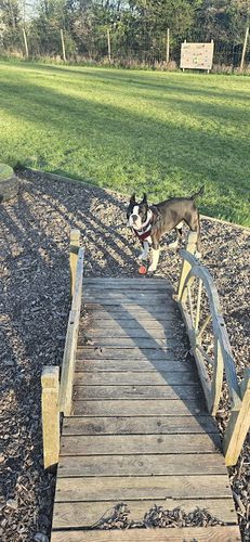 A Dog’s Life Adventure Field — secure dog field in Horley