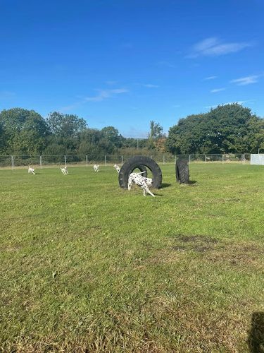 K9'S UNLEASHED — secure dog field in Beaminster