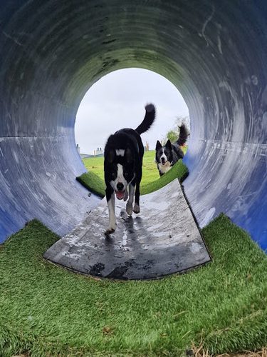 Traws dog park — secure dog field in Blaenau Ffestiniog