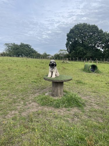 Wild Wags — secure dog field in Stockport