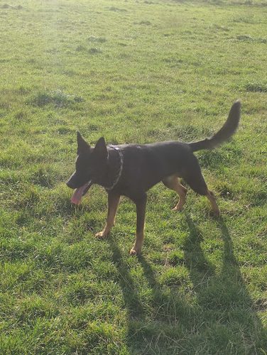 Grendon Dog Field — secure dog field in Atherstone