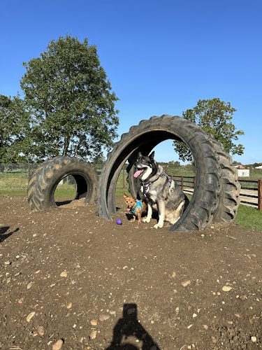 Park Wood Dog Activity Centre Ltd — secure dog field in Bourne