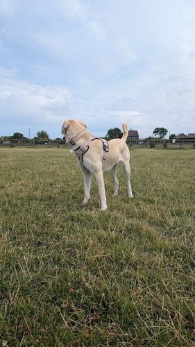 Westmoor Walkies — secure dog field in Newcastle upon Tyne