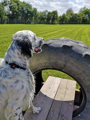 Adventure Bark — secure dog field in Bishop's Stortford