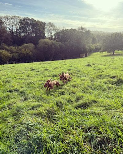 Daisy Dog Meadow — secure enclosed dog field in Petersfield, West Sussex